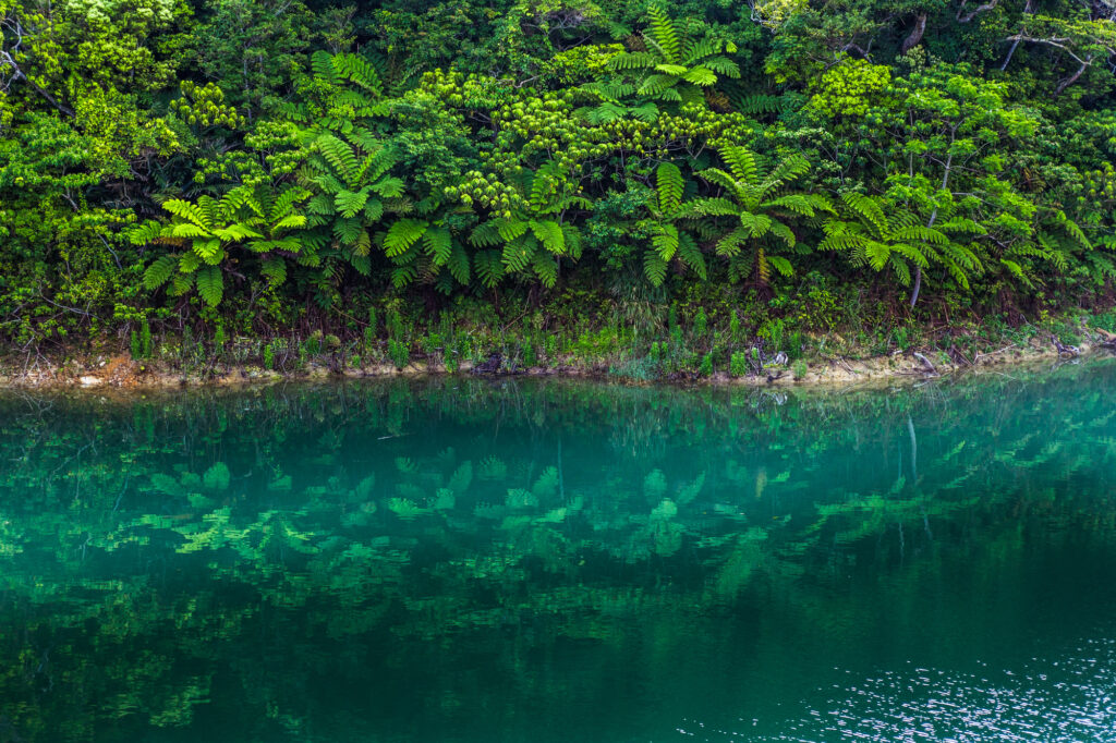 やんばるの森と水辺