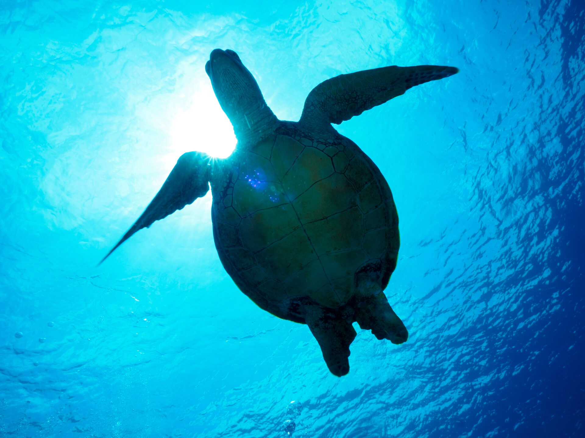 沖縄の海で泳ぐウミガメ
