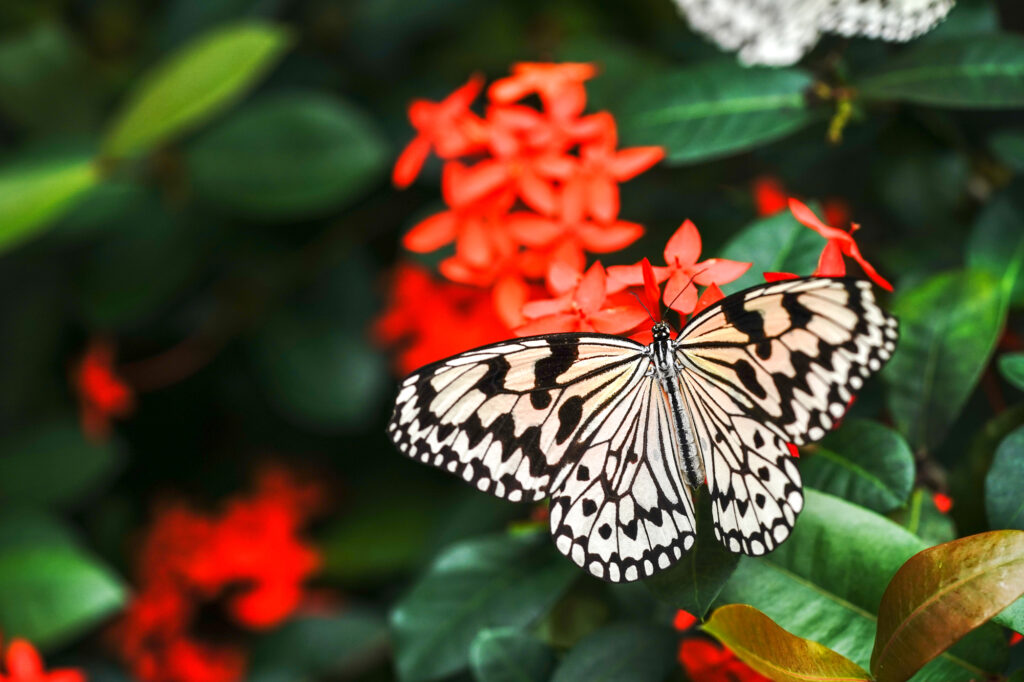 花と美しい蝶