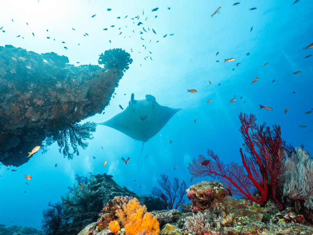沖縄の海を泳ぐマンタ
