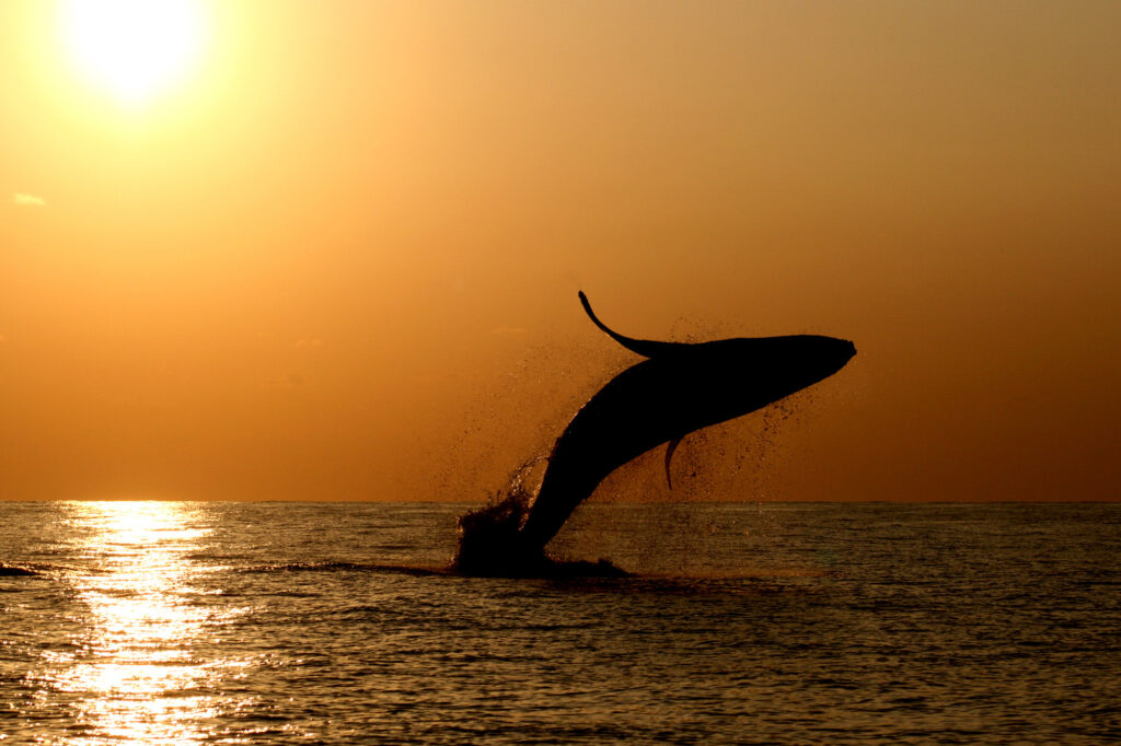 座間味島では夕日とクジラのコラボが見られるかも