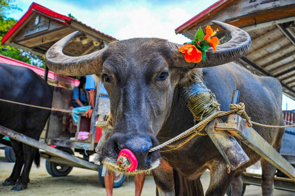 水牛と水牛車