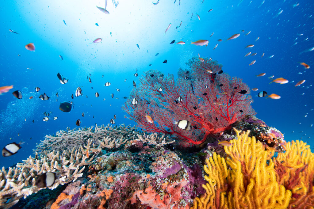 サンゴ礁と熱帯魚
