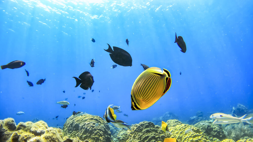 透明度の高い沖縄の海を泳ぐ熱帯魚
