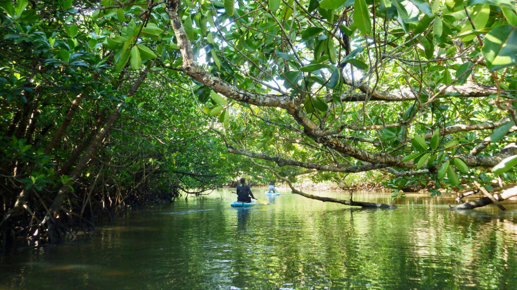 両側にマングローブ林が広がる西表島の川でジャングルクルーズ