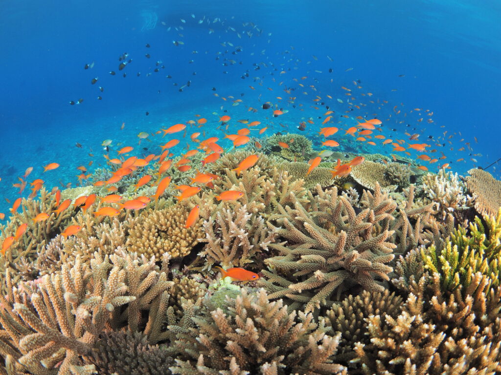 サンゴ礁と泳ぐ熱帯魚