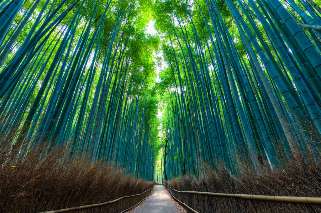 　緑美しい嵯峨野の竹林 