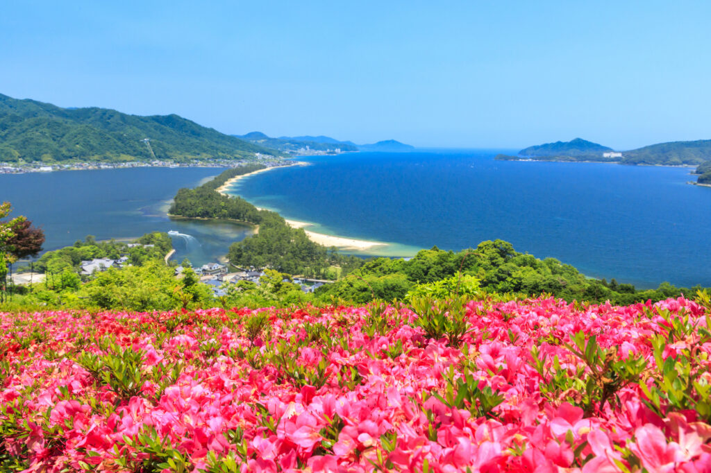 鮮やかな桃色の花と天橋立