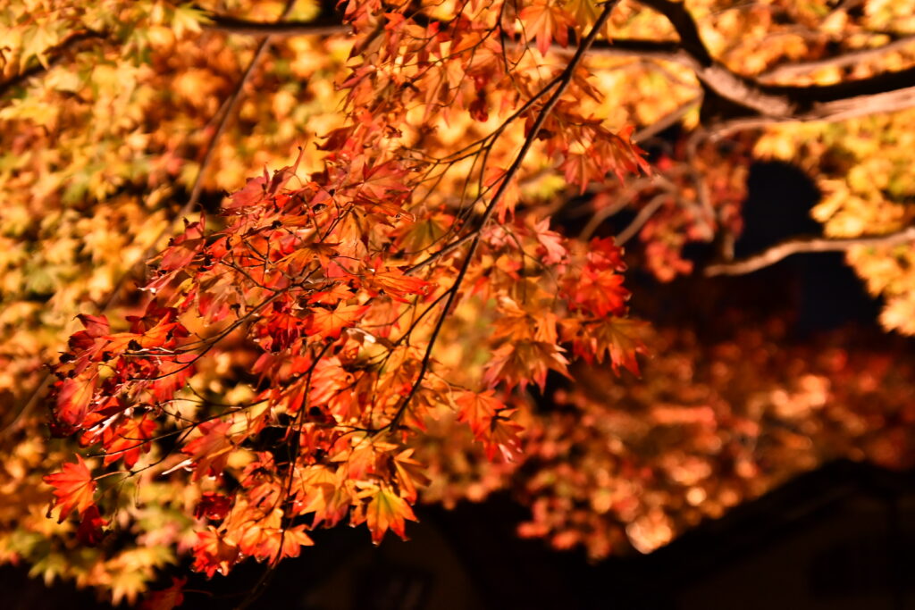 ライトアップされた嵐山の紅葉