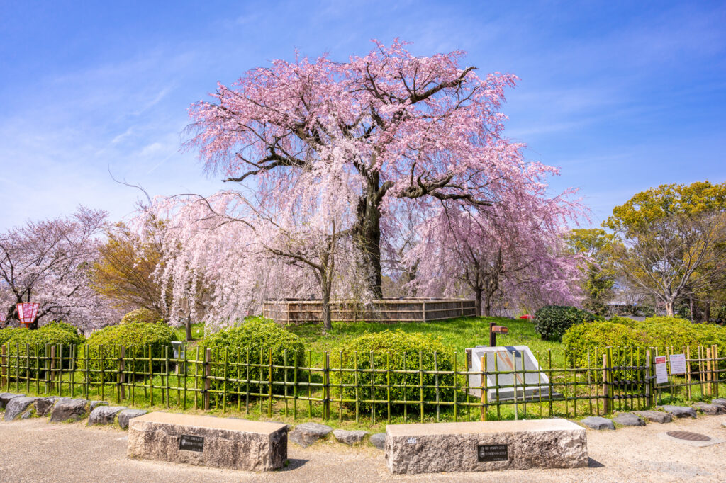 円山公園の祗園しだれ桜