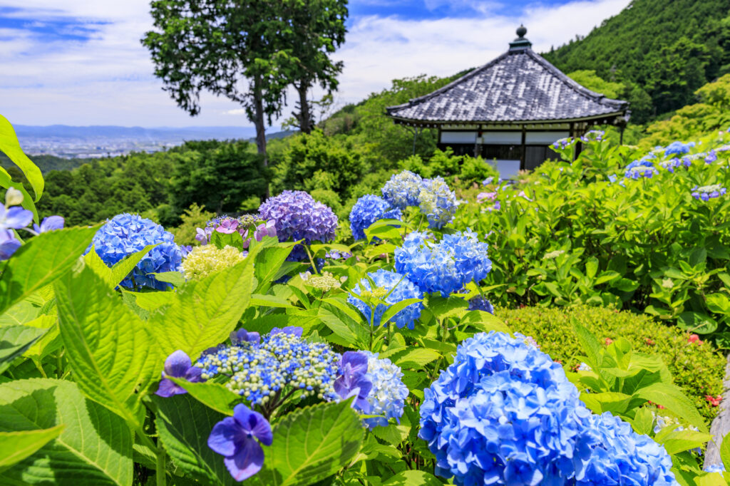 善峯寺　新緑とアジサイ