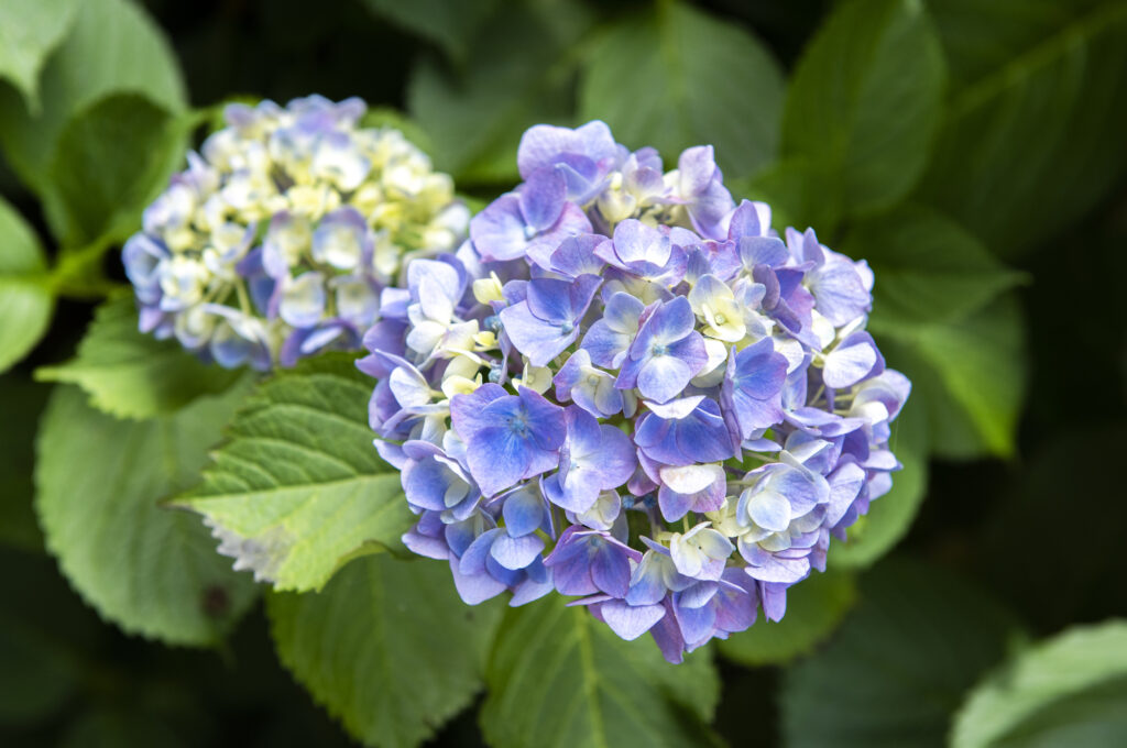 青色のアジサイ