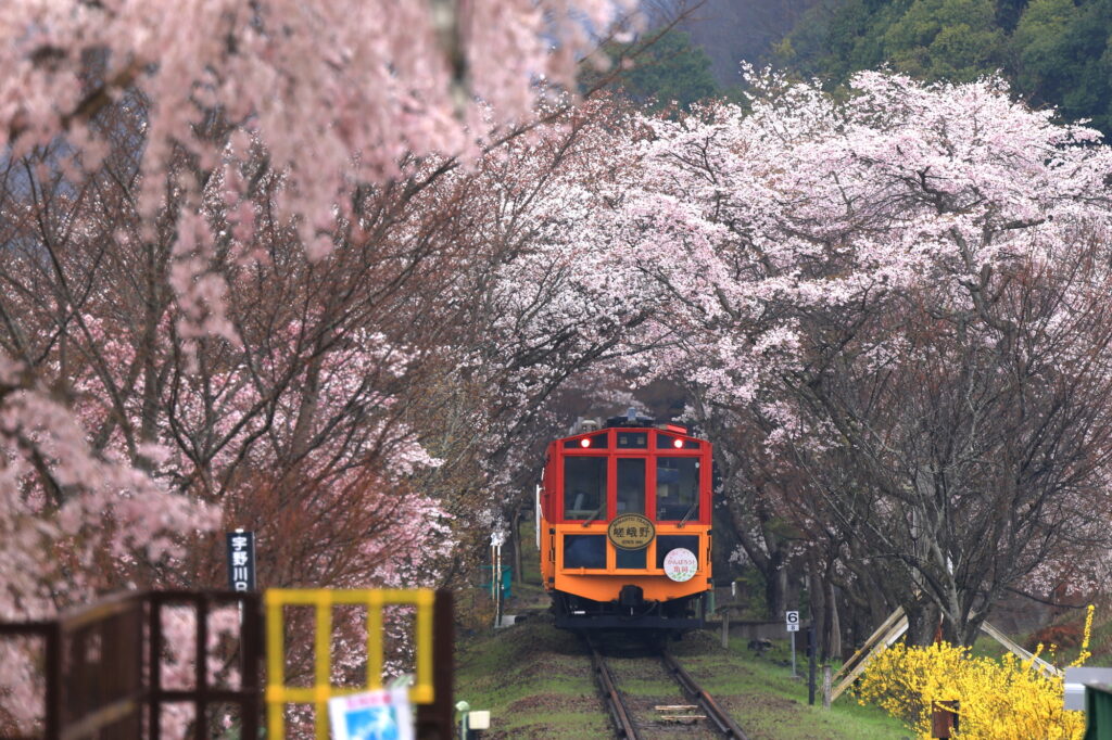 嵐山の桜と嵯峨野トロッコ列車