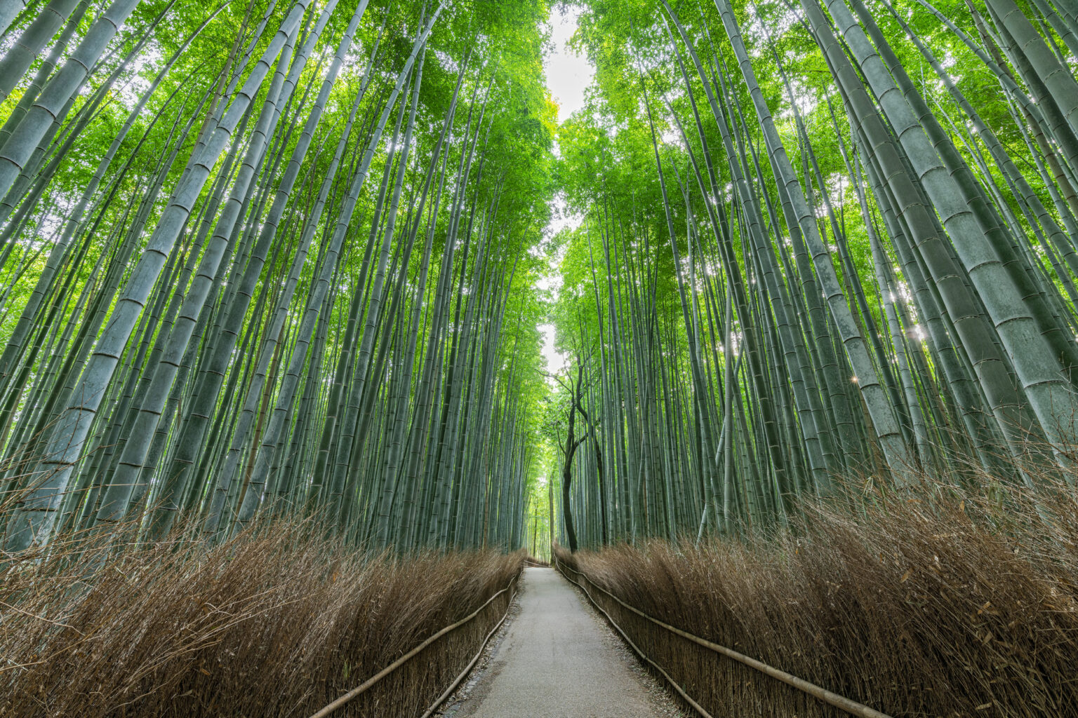 The Allure of the Bamboo Grove Path