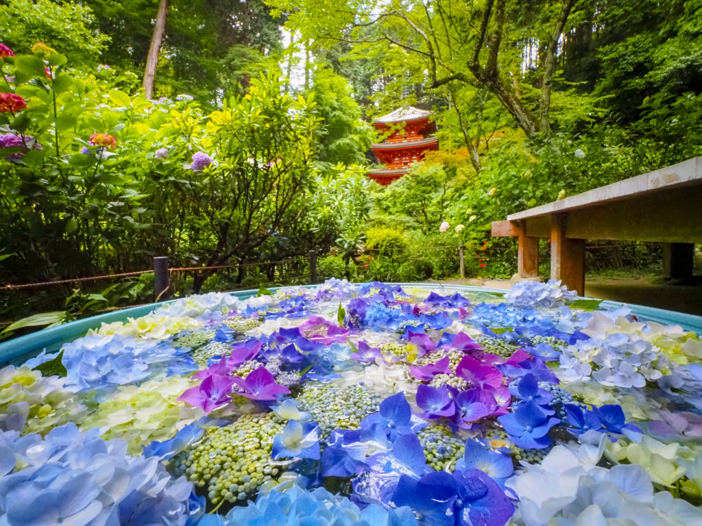 岩船寺のアジサイの花手水と三重塔