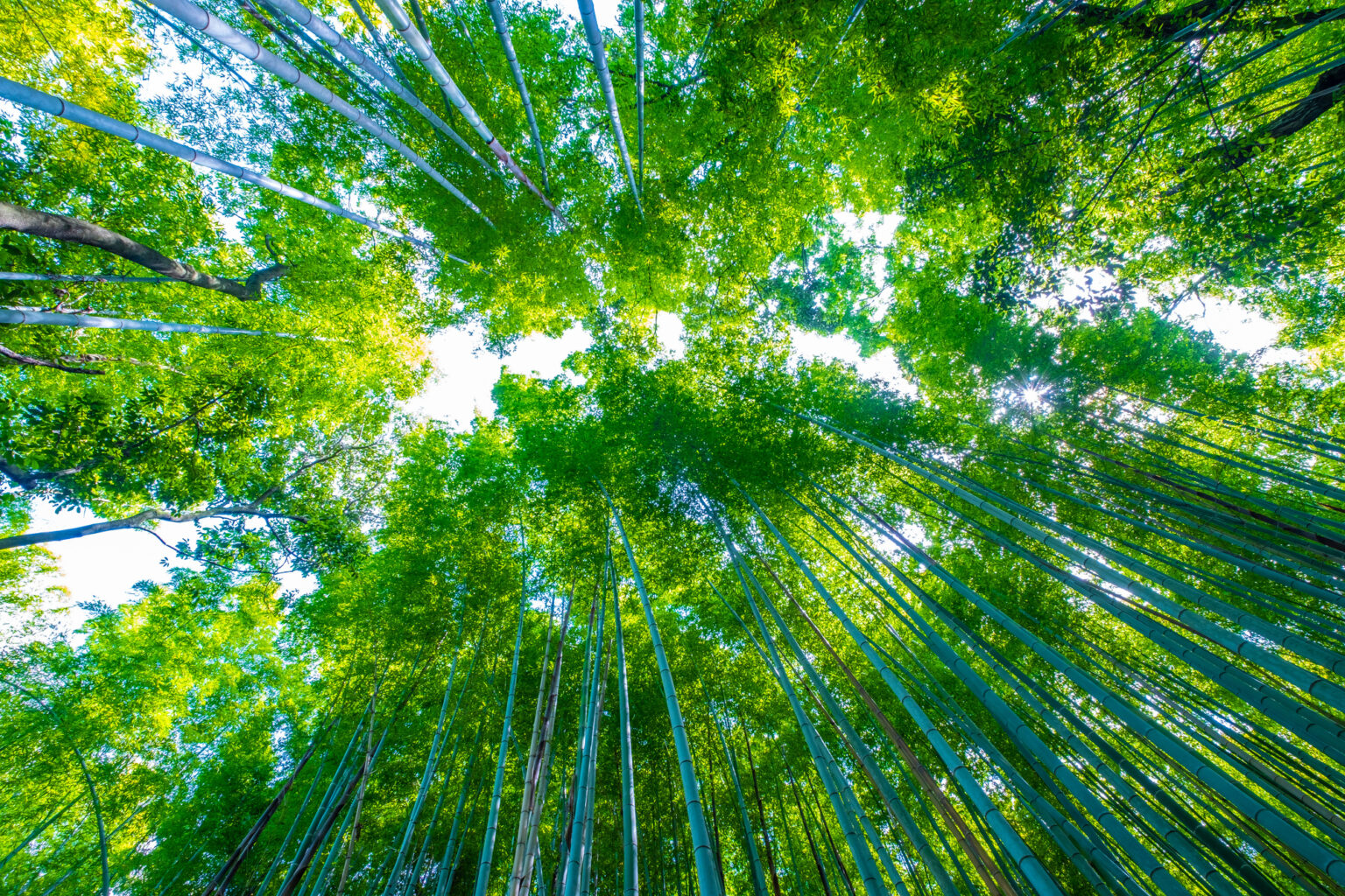 Low angle view of bamboo trees