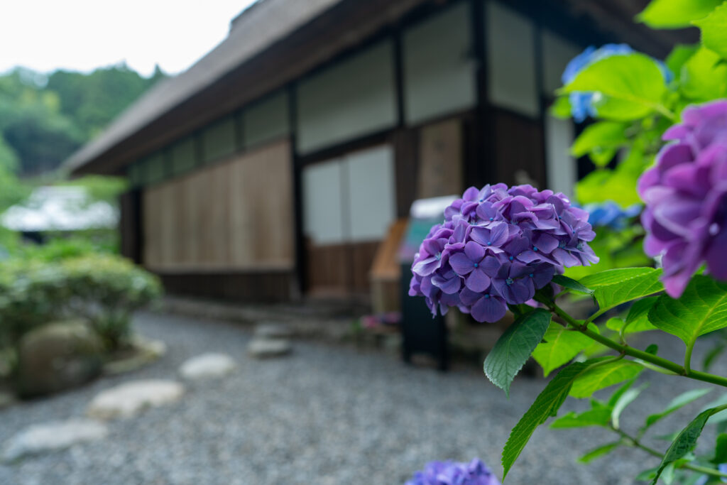 宇治田原町　日本緑茶の祖　永谷宗円の生家とアジサイ