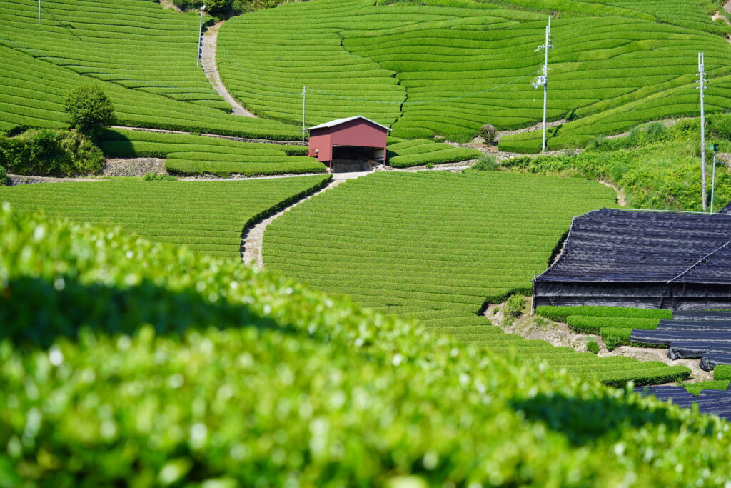 鮮やかな緑が広がる茶畑