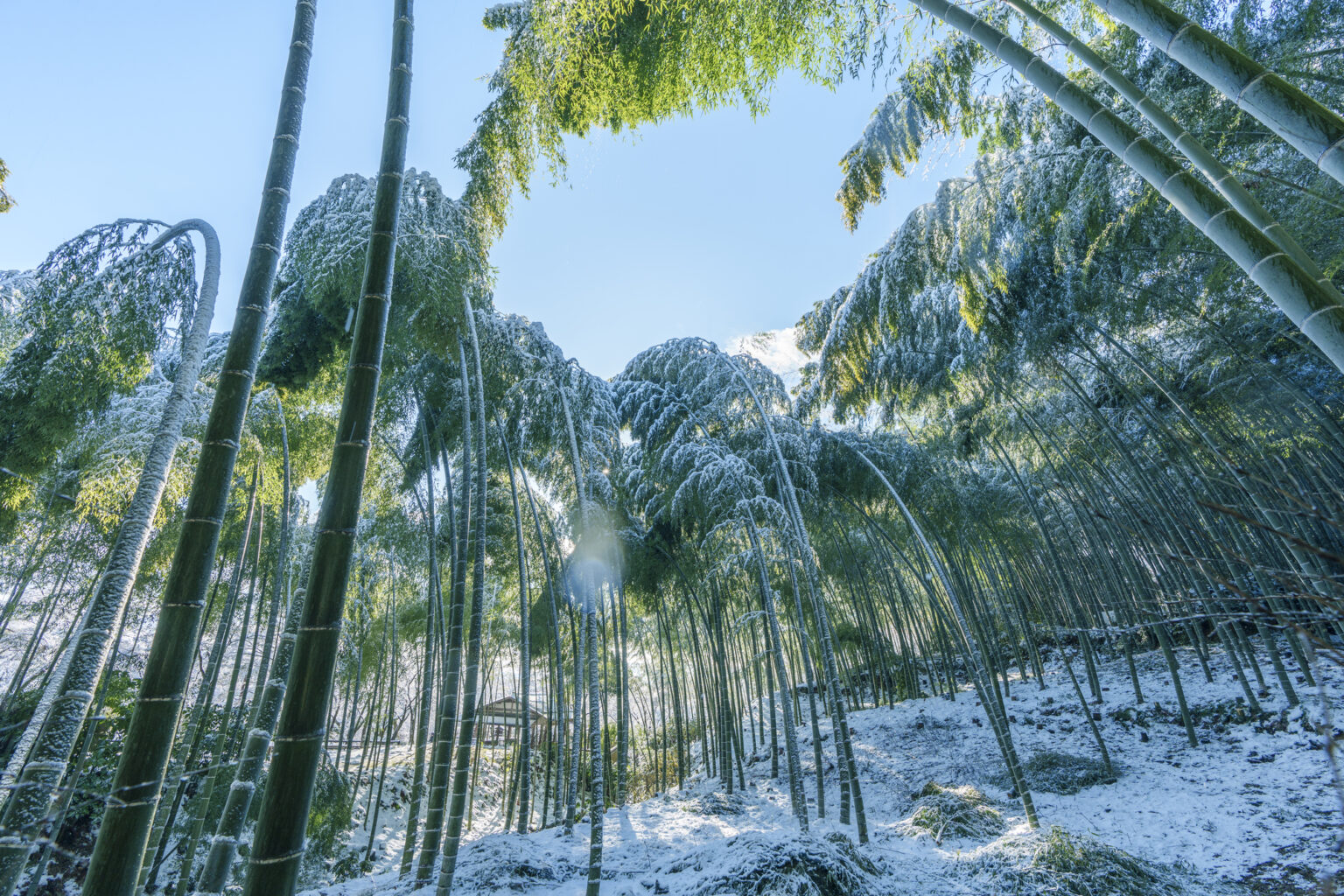 Bamboo trees at Arashiyama Bamboo Grove