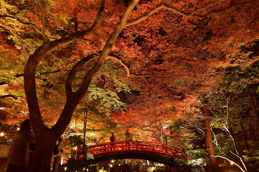 北野天満宮の太鼓橋とライトアップされた紅葉