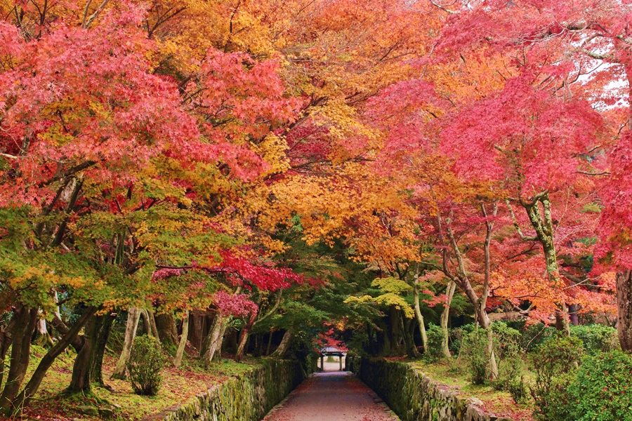 紅葉のトンネルで有名な興聖寺