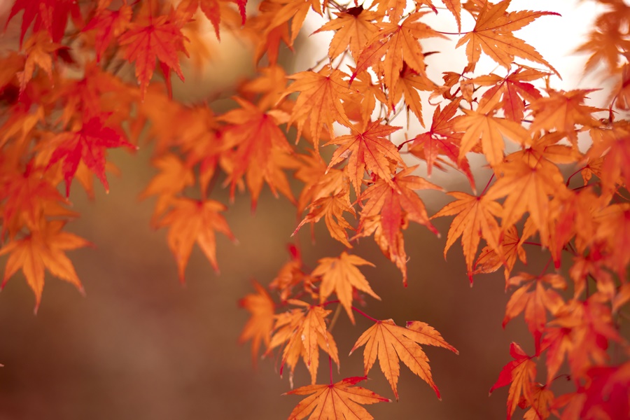 見頃を迎えた赤い紅葉