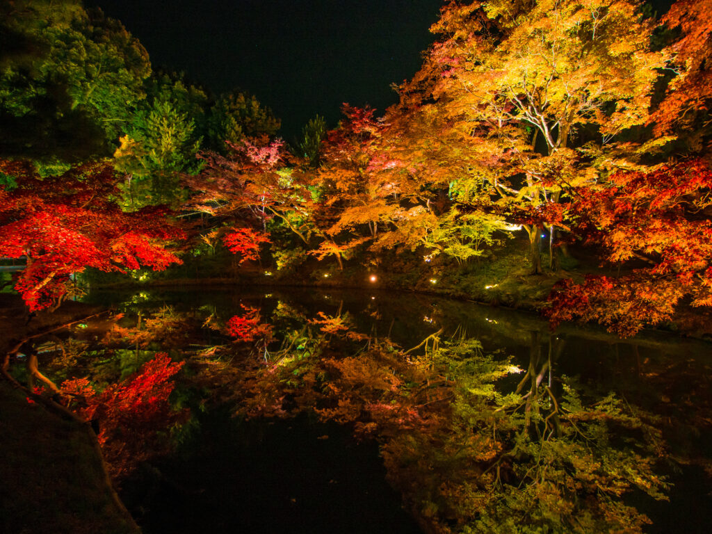 高台寺の臥龍池に写り込む紅葉ライトアップ