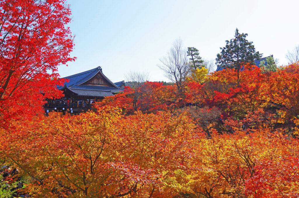 東福寺にある洗玉澗の紅葉。通天橋から眺めを楽しむ観光客。