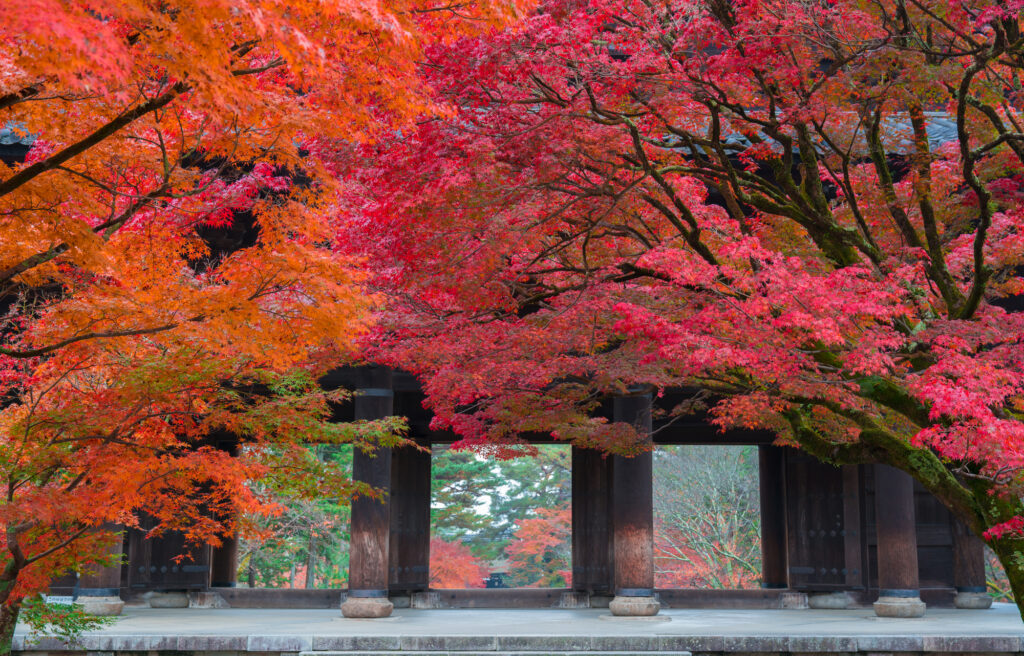 南禅寺の国宝である三門を囲む紅葉