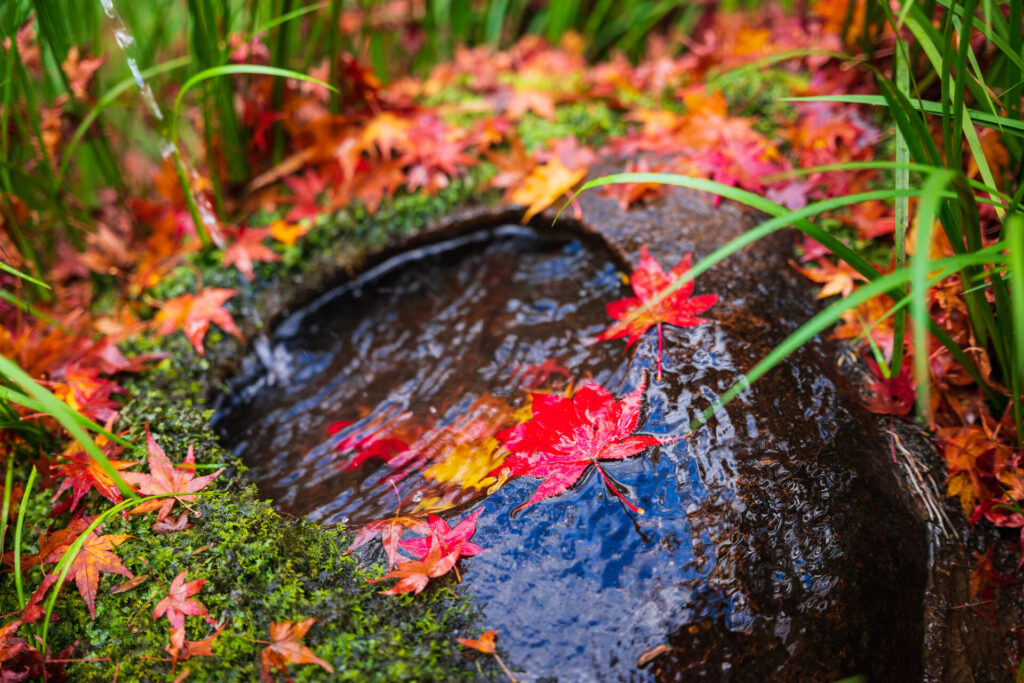 紅葉と水鉢