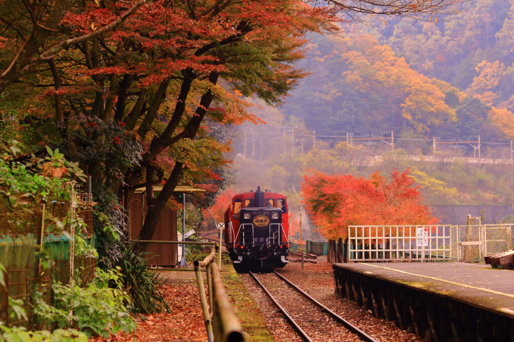 秋道を走る嵯峨野トロッコ列車