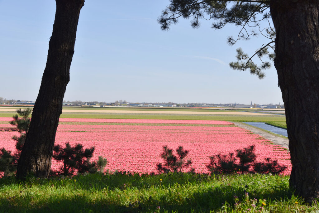オランダの人気観光スポット