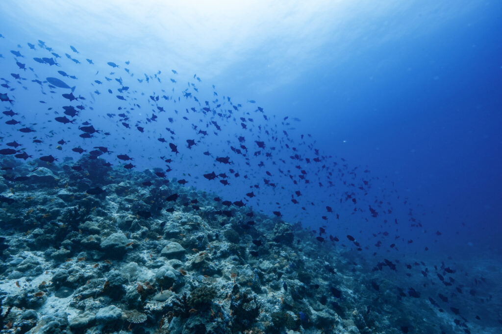 モルディブ新婚旅行の基本情報