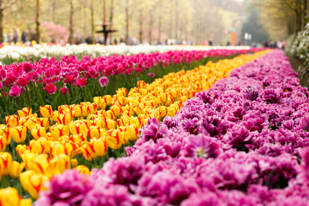 キューケンホフ公園