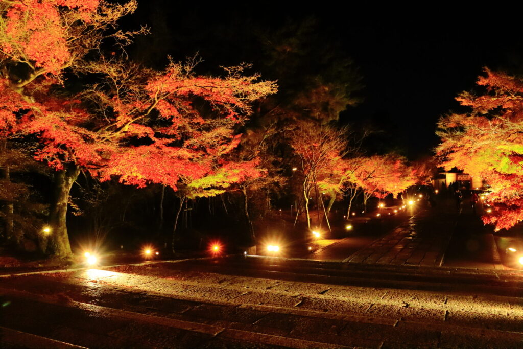 仁和寺紅葉　ライトアップ