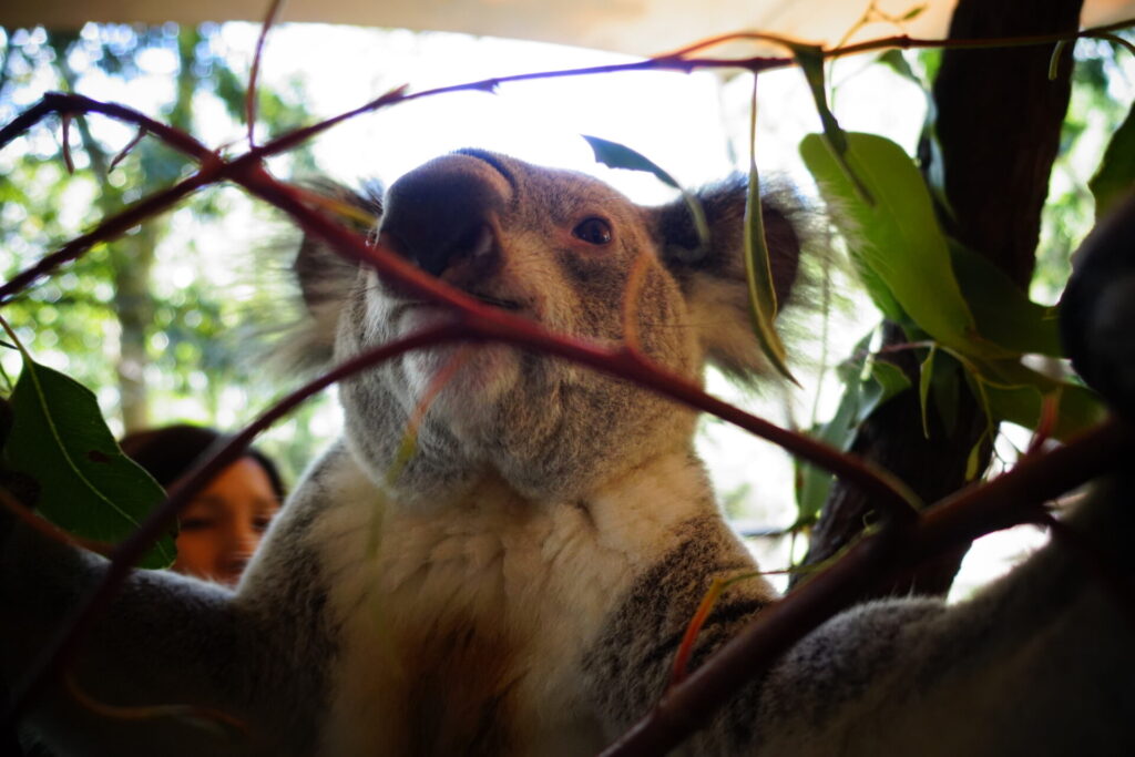 シドニー動物園おすすめ_まとめ