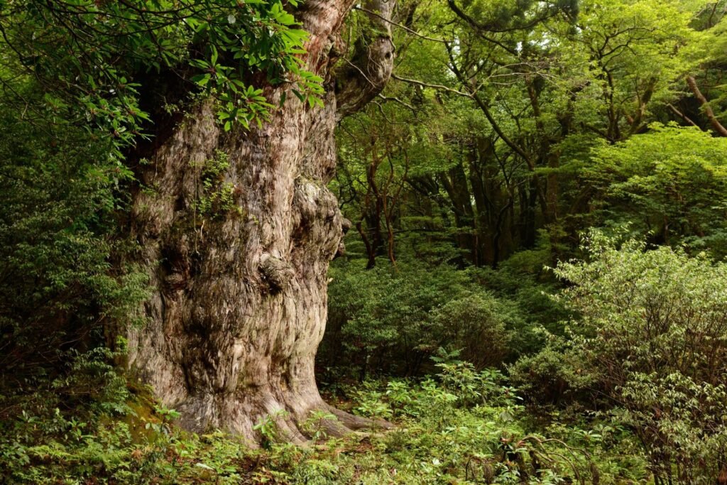 そびえたつ縄文杉