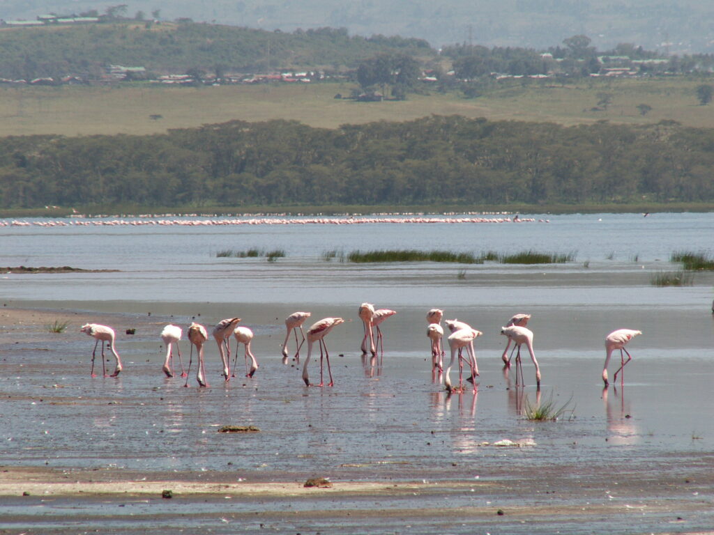 ナクル湖国立公園