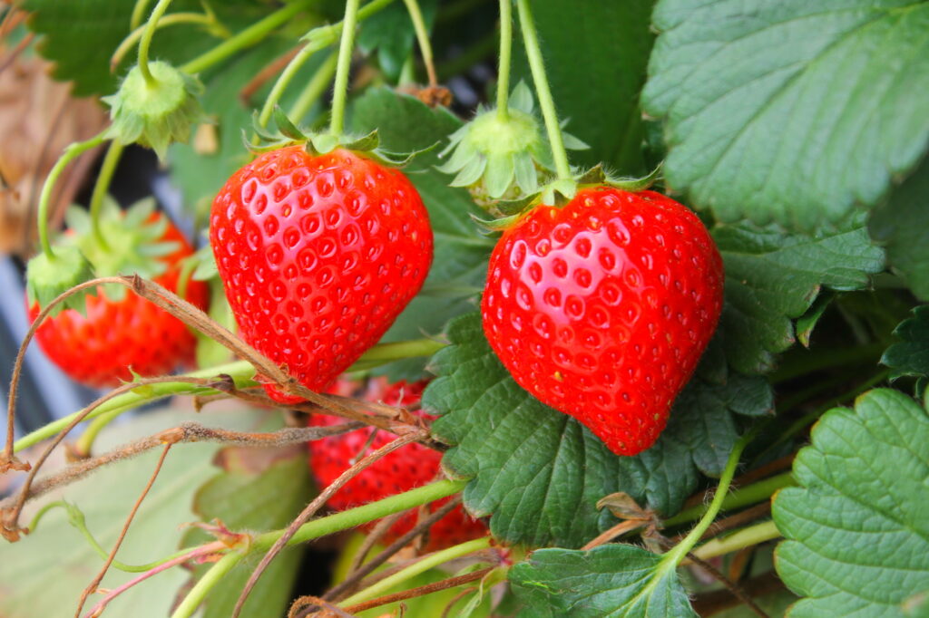 栃木 いちご狩り