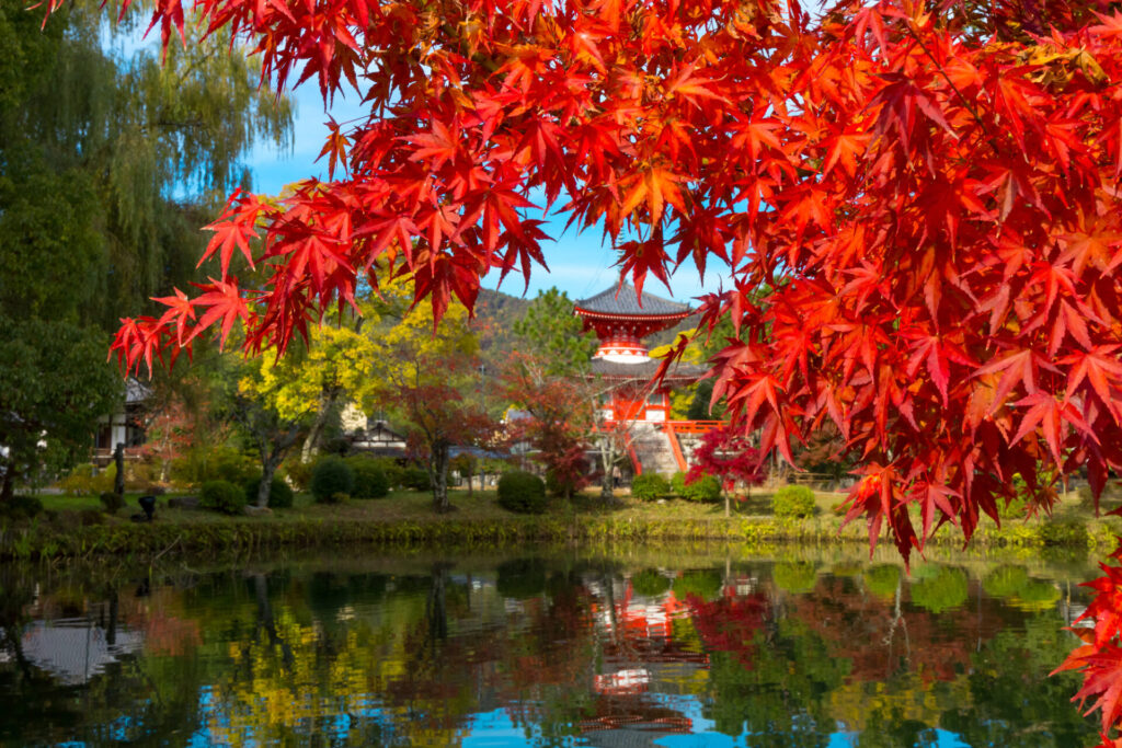 ライトアップが幻想的な嵐山の紅葉スポット「大覚寺」