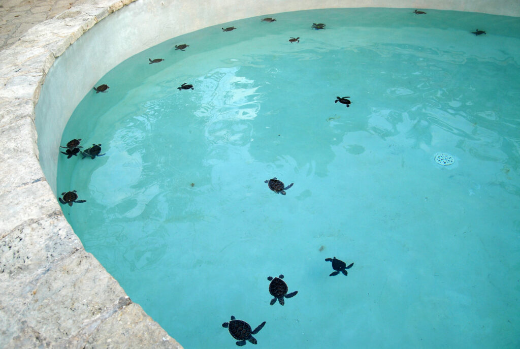 シカレ海洋公園