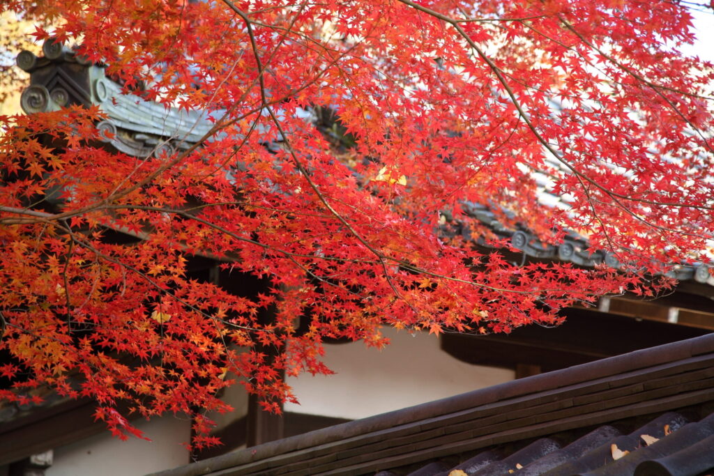 奈良紅葉日帰り_手向山八幡宮