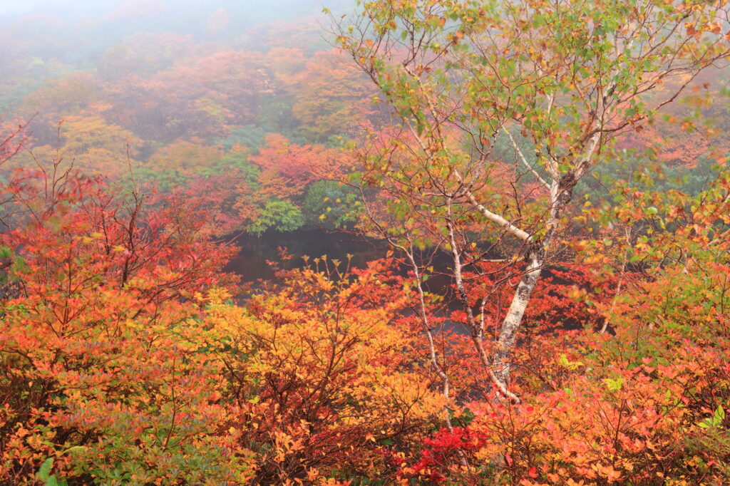 旅行で見たい、紅葉の景色