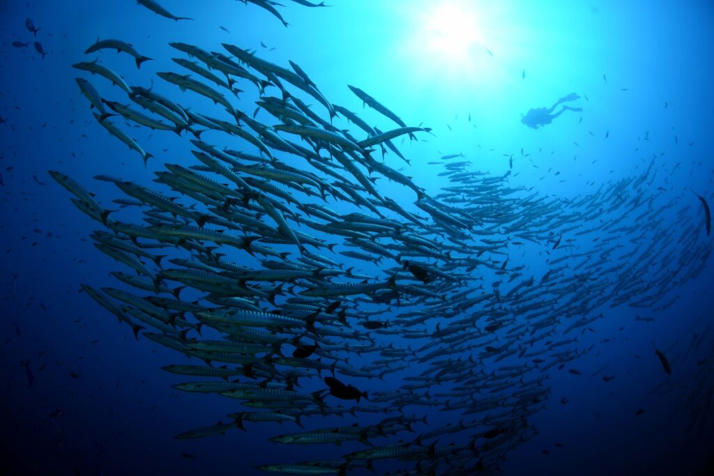 パプア ニューギニア 観光_アイキャッチ