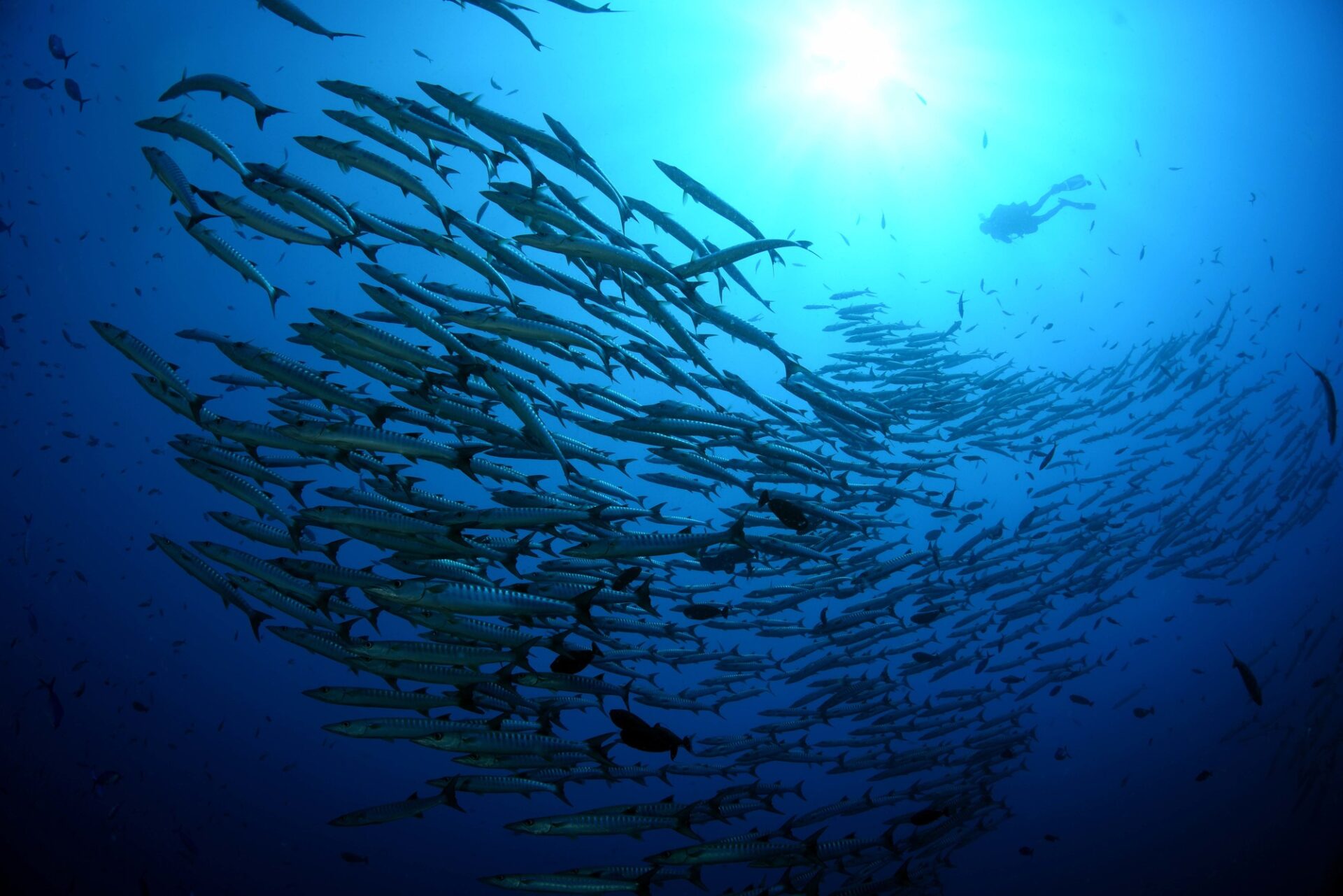 パプア ニューギニア 観光_アイキャッチ