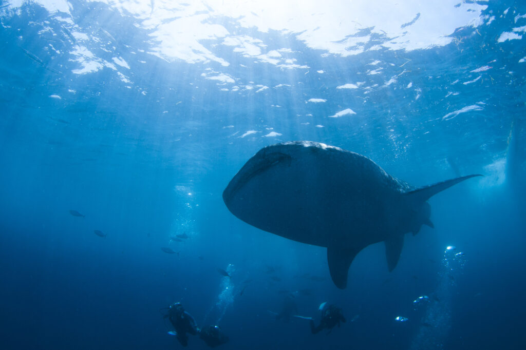 セブ島の観光スポット