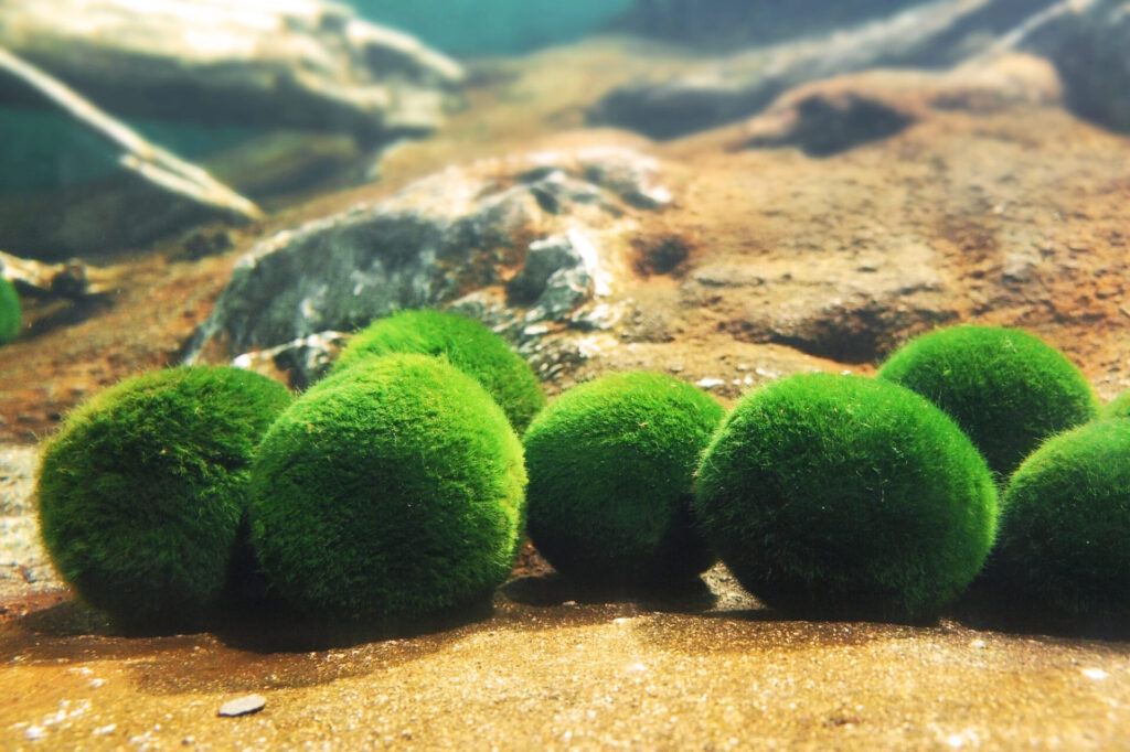 阿寒 湖 観光 モデル コース3日目