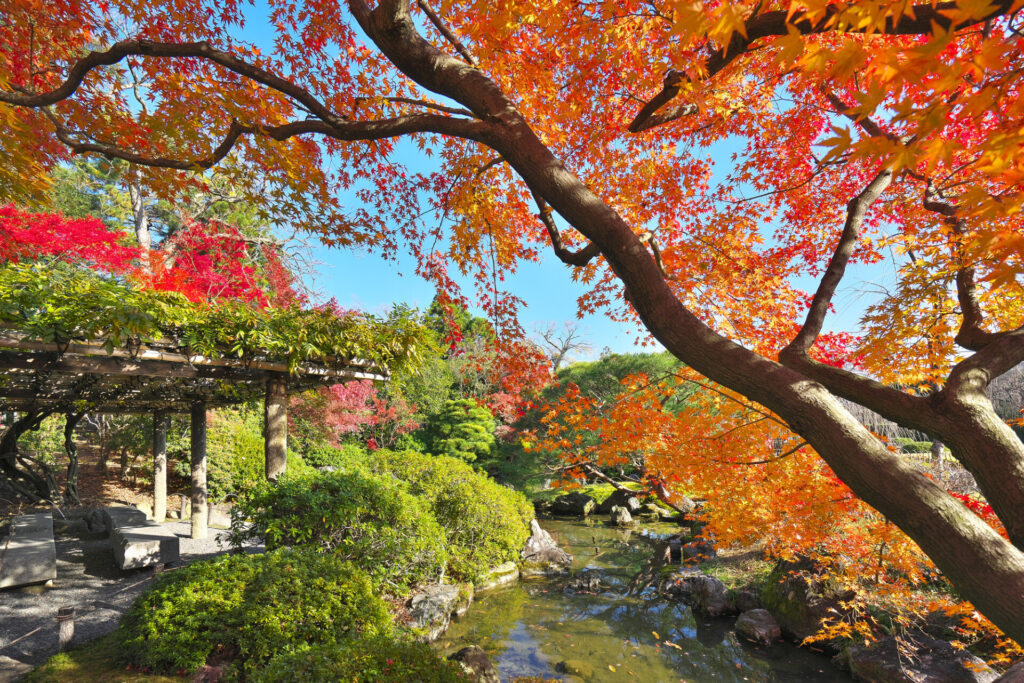京都の紅葉名所での楽しみ方