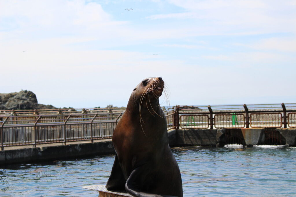 午前: おたる水族館でかわいらしい海の動物を観察!