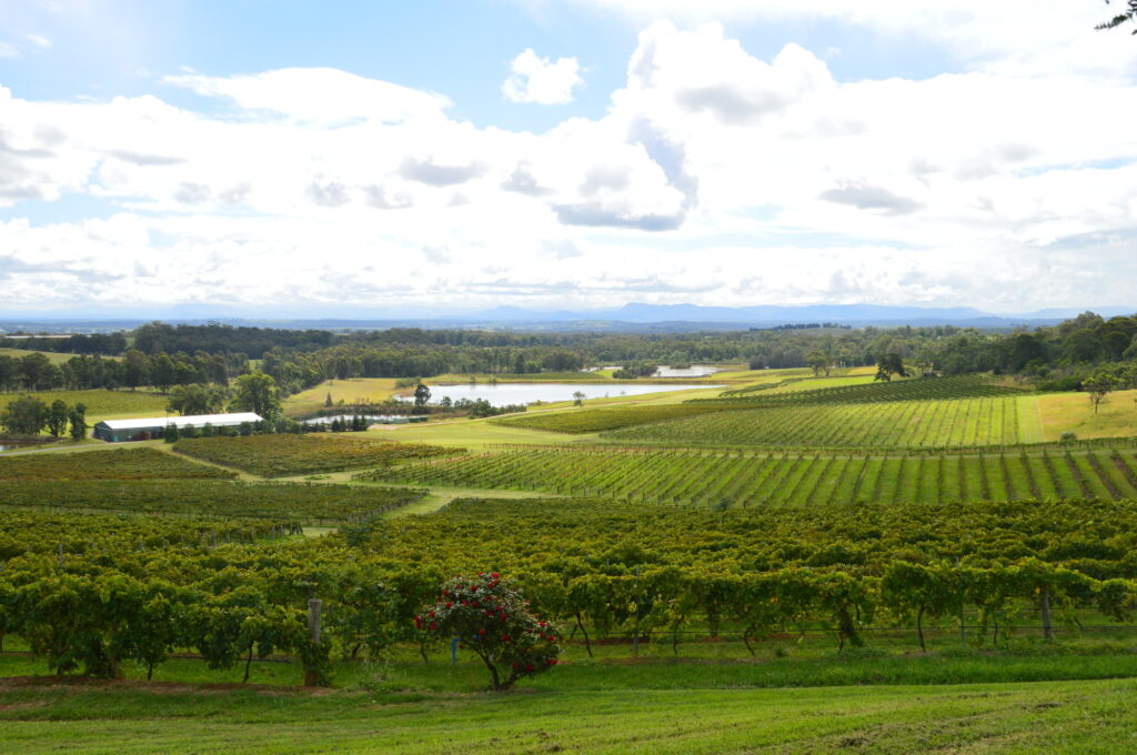 ハンターバレーのぶどう畑